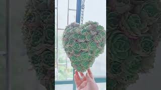 satisfying Succulent Diy #1