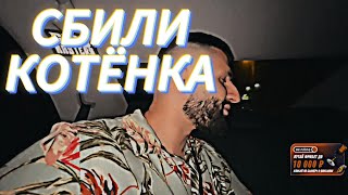 😿стил не заметил и сбил котёнка | twitch нарезки