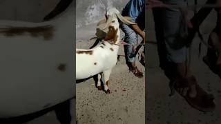 #mashallah #alhamdulillah #barbarigoatfarminuttarpradesh #goat #bakra #viral #jodhpur #goat