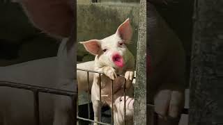 funny pigs🐷🐷 #funny #crazycow #funnyanimal #ytviral #funnyfarmanimal #funnyvideo #comedy #funnypig