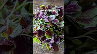 Easy side dish -amaranth leaves #shorts