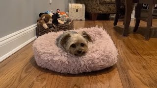 "Finally, Rylie Takes an Adorable Break! #yorkies #cute #relaxing #Rylie