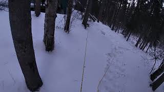 Tree work at Camp Lost Lake