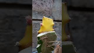 GRAFTED GOLD VARIEGATED DRAGON FRUIT (3)