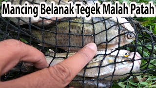 Mancing Belanak II Blue - Spot Mullet