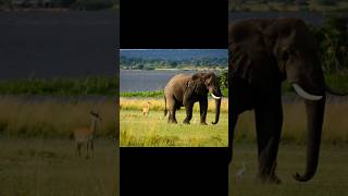 Elephant Sound Effect (HD) #elephant #animals