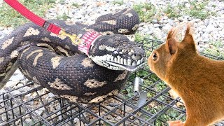 PYTHON WALKS ON LEASH, Grabs and Eats a Wild Squirrel!