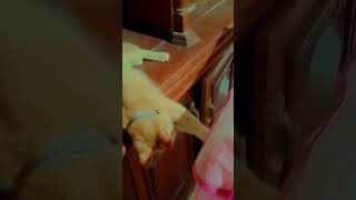 Oyen  kamu  naik  lemari #cat #kucing #kucinglucu #catlover