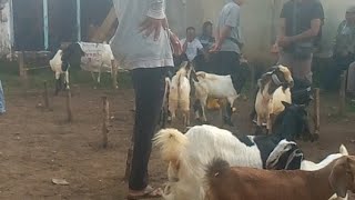 pasar kambing semuliraya