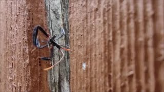 Alien bug and nature video