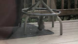 Baby squirrel playing