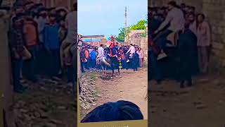 kudva vala ghoda kathiyawadi horse riding with kathiyawadi horse #subscribe #trending #horse #viral