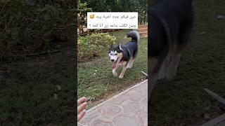 🎶 النشيد الرسمي 🎺 لكلبي الهاسكي 🐶