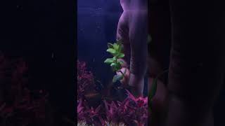 bacopa caroliniana in co2 injected aquscape