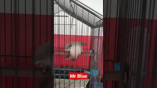 Mr. Blue Dancing ' GENTO' #aquafishzone  #trendingshorts #trendingvideo #viralshorts #viralvideos