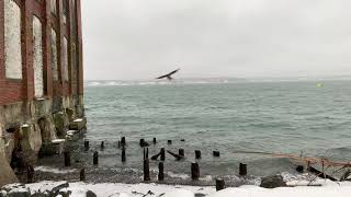 The Old Steamship Pier dive site. Eastport, Maine