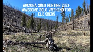 Arizona Shed Hunting 2021: Awesome Solo Weekend for Elk Sheds