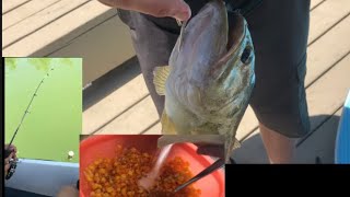 Going fishing for carp and catching bass 😱ep. 5