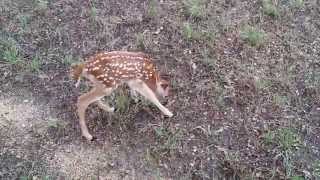 dog raising a baby deer