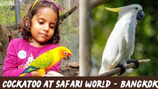 Talking Cockatoo at Thailand Safari World - Bangkok