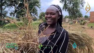 First Syntropic Agroforestry Farm in Uganda