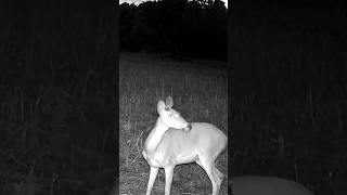 SPYPOINT has the best camera value with their FLEX-M cell camera #deerhunting #hunting #trailcamera