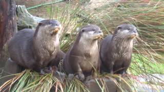 Otters 1Feb2017