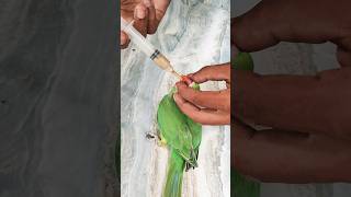 টিয়ার বাচ্চা বিক্রয় #bird_likes #birds #birdsloverbasirhat #indianbird #viralvideo #bdbird