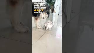 real cat fight and dog play police role for making peace 👍👍🐕🐈must watch #shorts