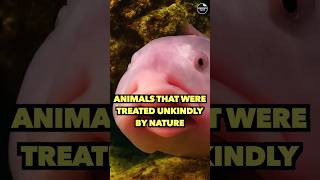 Animals That Were Treated Unkindly By Nature | #viral #explore #facts #playlist #education #youtube