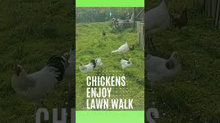 Chicken On The Lawn