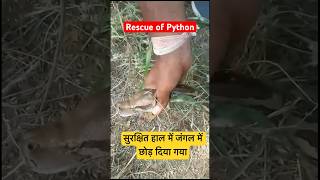 Rescue of Python ।। अजगर को आबादी क्षेत्र से रेस्क्यू किया # #beargrylls #drsureshjangir