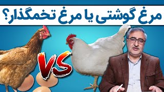 مرغ بومی تخم گذار یا مرغ گوشتی؟