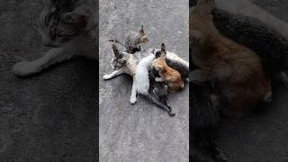 madungis na sila kasi walang nag alaga #shorts #youtubeshorts #catlover #trending #viral #fyp