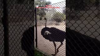 Chandigarh zoo part 5 💀 #zoo #travel #chandigarh #orchid #birds #animals #shorts #shortsvideo