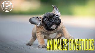 ANIMALES DIVERTIDOS | INTENTA NO REIR | LAS MEJORES COMPILACIONES 2020