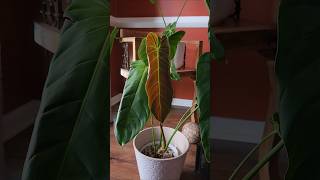 Look At That Pretty Chocolate Leaf. #ESMERALDENSE #Philodendron #plantshop #rareplant #plants