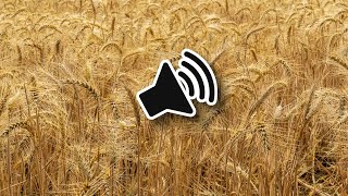 Noisy Nature in a UK field during the SUMMER | Royalty FREE SFX