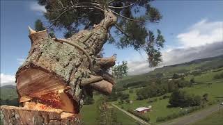 Extremely dangerous felling of big Redwood.