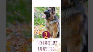 German Shepherds - Everything You Need To Know😍