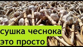 Сушка чеснока.Все просто.Как сушить чеснок после уборки