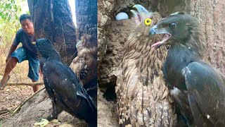 Wow 🤩 so huge Birds beside a big tree