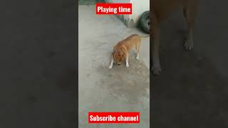 Cute dog play time⌚ #youtube #viral #shortsfeed #viralvideo #shorts