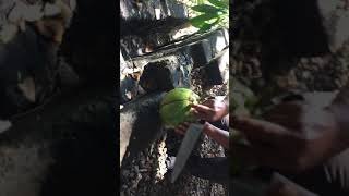 How to cut a coconut