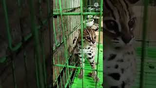 Bobcat Angry And Attack Couple