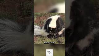 5 Fun Facts about skunks 🤪😎😃#funfacts #interestingfacts #facts #shorts #skunks #skunk