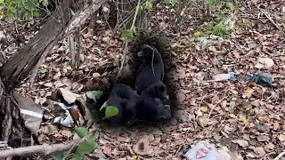 Besleme Yaparken Çalılıkta Bulduğumuz Yavru Köpekler Bizden Çekiniyor