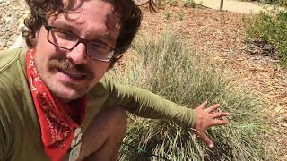 Learn at Home - California Native Plant Maintenance Tips