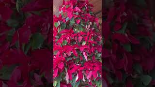 Poinsettias