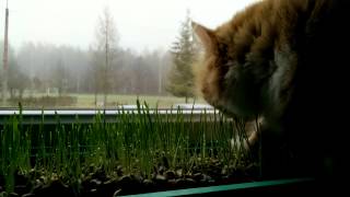 Kaķis ēd kaķu zāli. Cat eating cat grass.